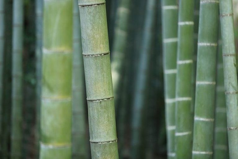 Bambus sreče