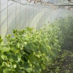 Škropivo za strune – kako se znebimo strun?