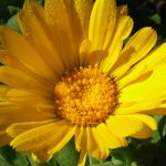 Kakovostno ognjičevo mazilo za vsakodnevno uporabo