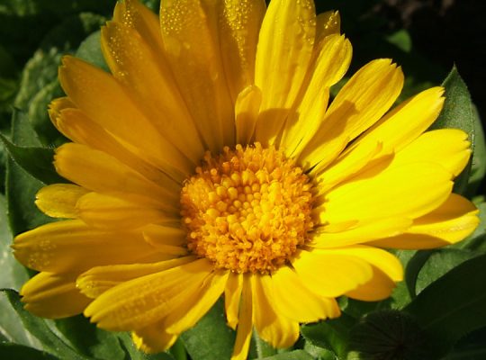 Ognjičevo mazilo Herbana