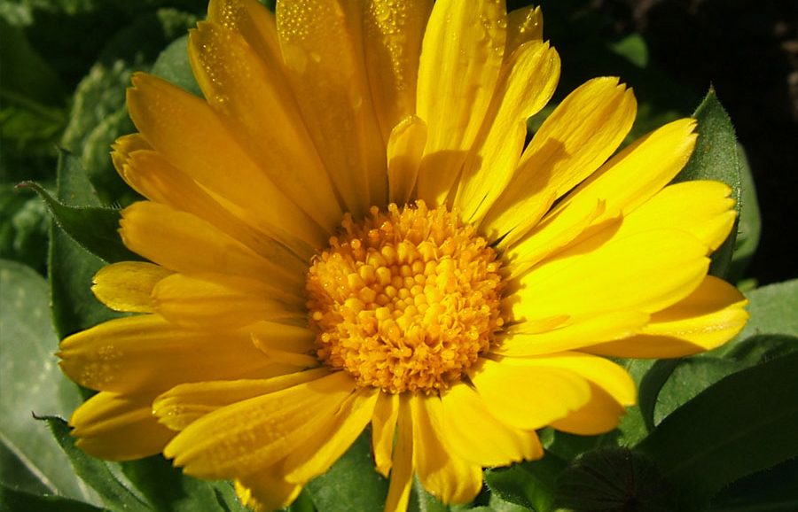 Ognjičevo mazilo Herbana